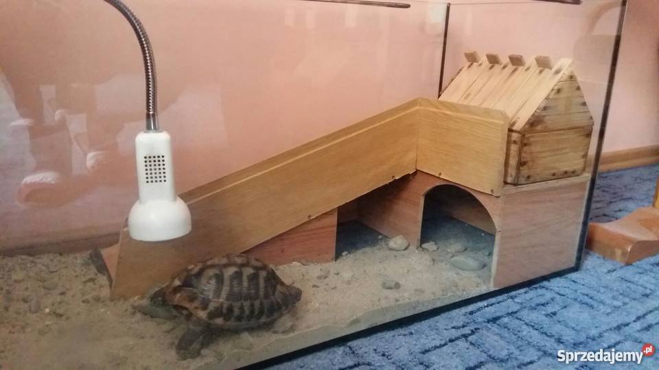 ŻÓŁW Grecki lądowy Chrzanów