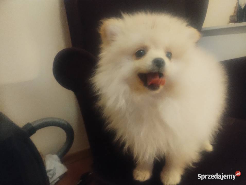 Sprzedam szpica miniaturowego Radziejów