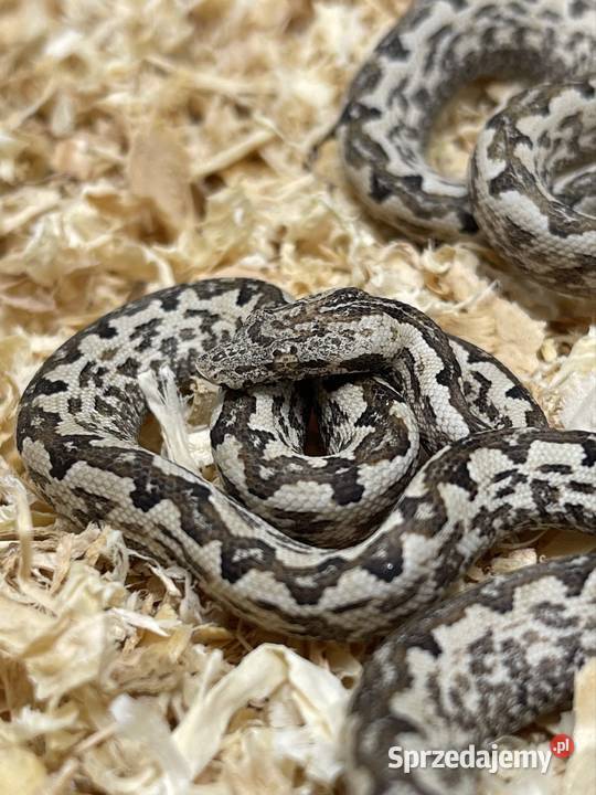 Candoia paulsoni Katowice