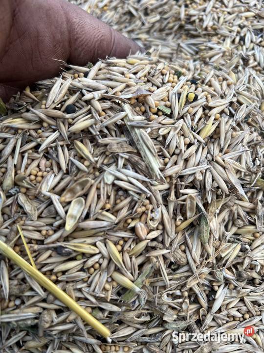 mieszanka na poplon Maszów