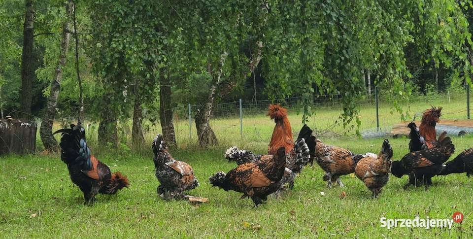 kury pawłowskie jaja lęgowe młode Lisewiec