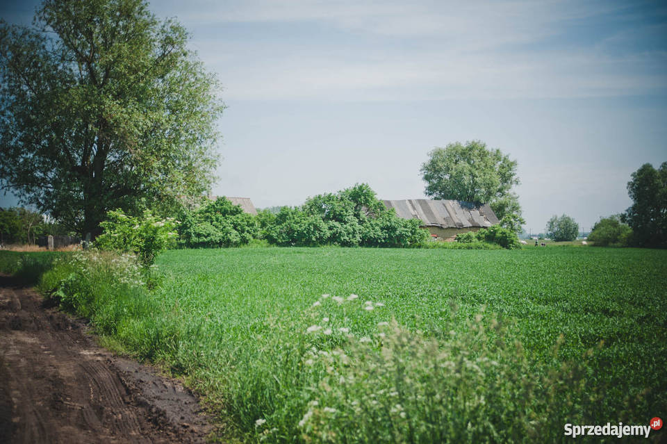 Dom 80m2 do remontu z działką 09 ha Stare Morzyce