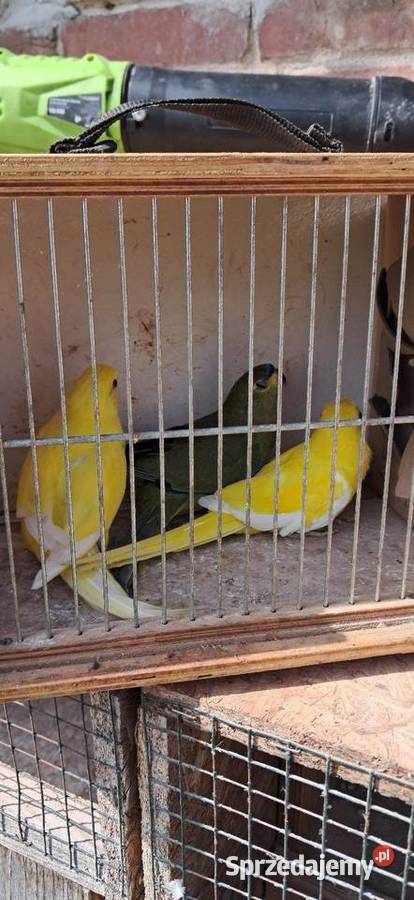 Łąkówki modrobrewe