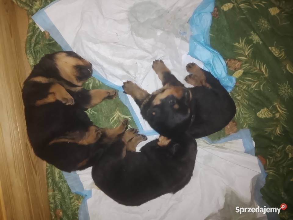 Rottwailer szczeniaczki Pozostałe małopolskie