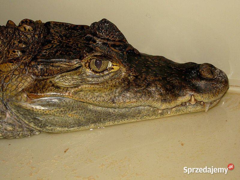 Sprzedam młode Kajmany okularowe Caiman śląskie Katowice sprzedam