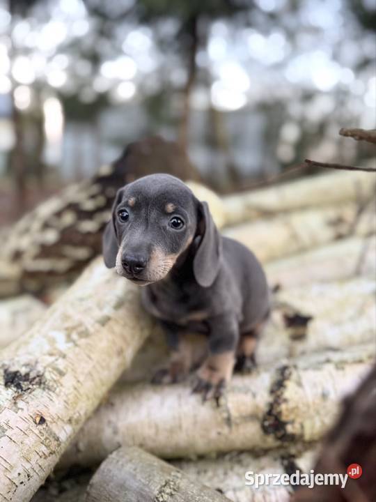 Wyjątkowa Sunia jamnik miniaturowy Isabella z Katowice