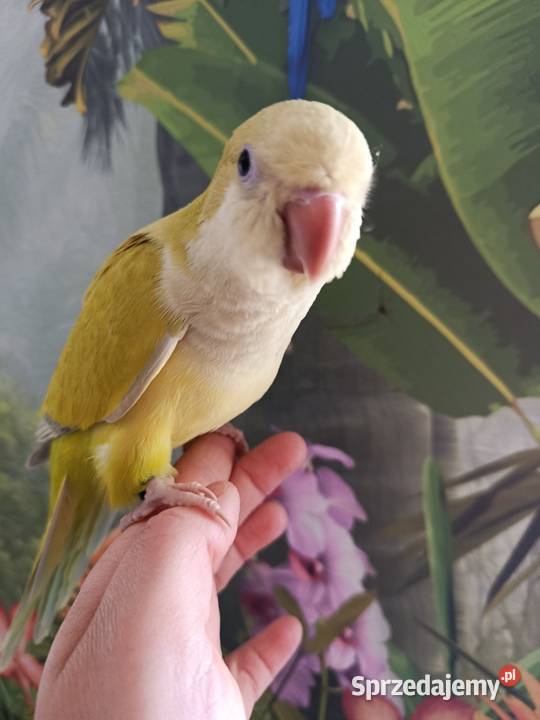 Papuga mnicha nizinna ręcznie karmiona oswojona Miastko sprzedam
