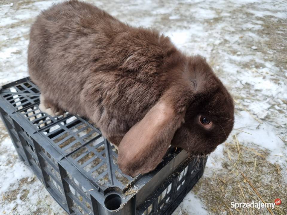 Kroliki baran francuski burgundzkie