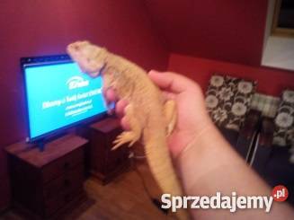 Agama Brodata dorosła samiec Józke Pozostałe