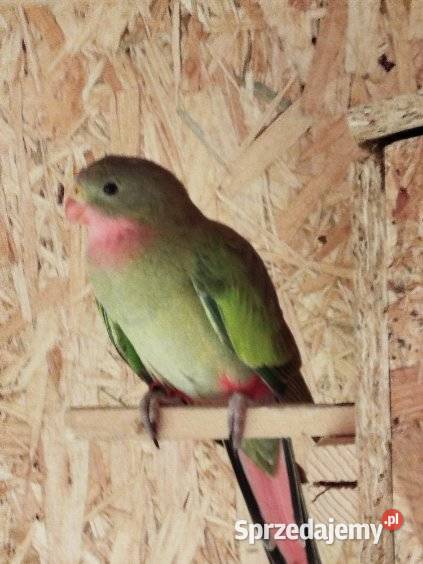 Papuga księżniczka walii zielona Jarosław