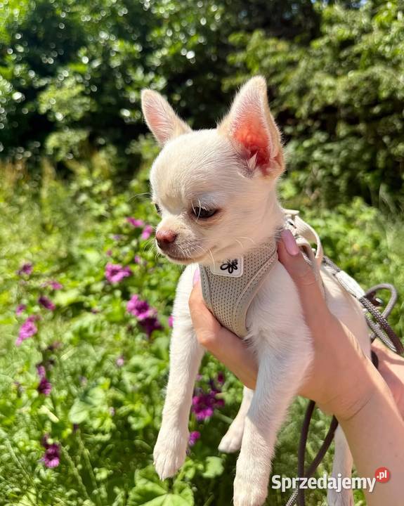 Szczenięta chihuahua na sprzedaż