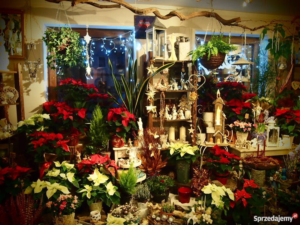 Sprzedam asortyment kwiaciarni Olsztyn
