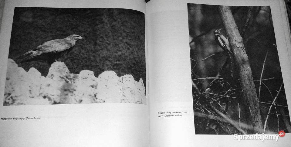 Skarby przyrody Dolnego Śląska Eugeniusz Chełm