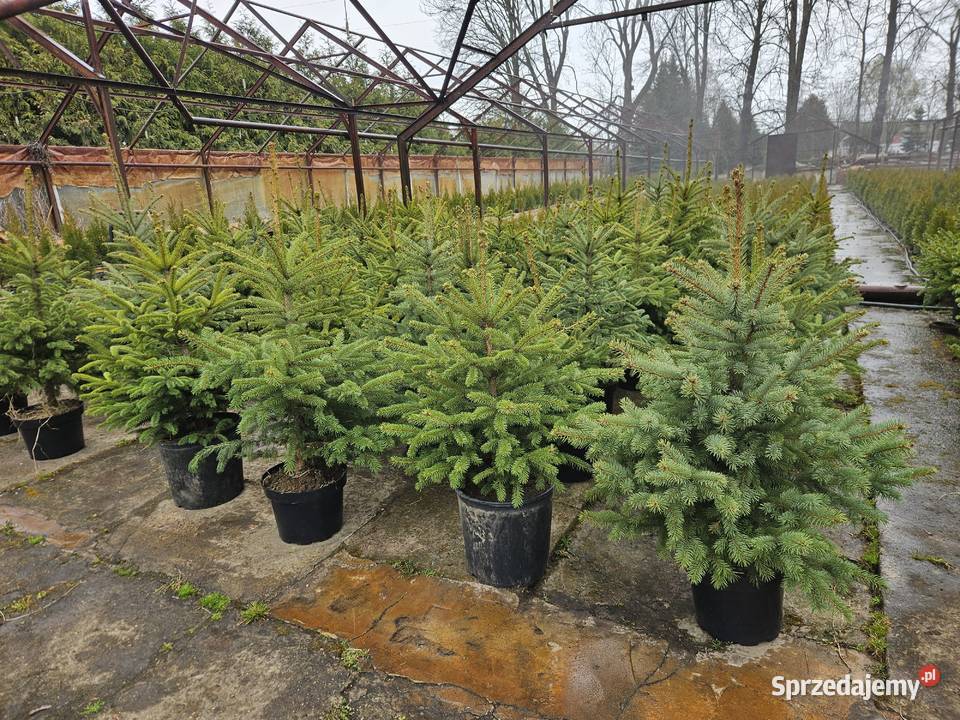 Świerk Srebrny serbski czarny biały IGLAKI