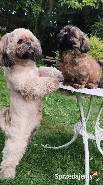 ShihTzu piesek Hugo Sopot