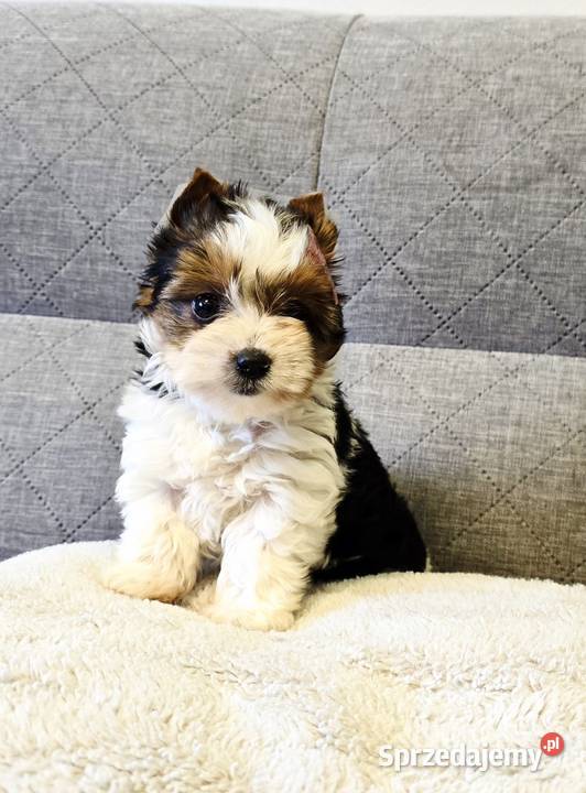 Prześliczna suczka Biewer Yorkshire Terrier Orzesze