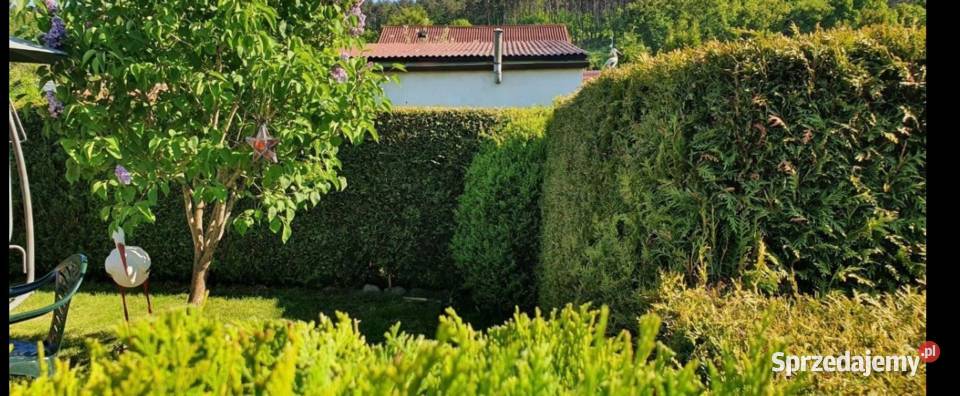 Działka ROD SUCHARSKIEGO Wejherowo 429m2 DOMEK