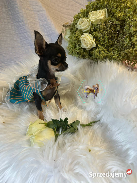 Chihuahua suczki z rodowodem black tricolor tan Zwierzęta świętokrzyskie