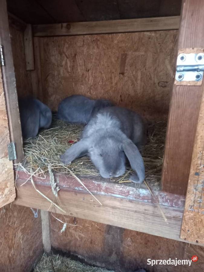 Królik baran francuski niebieski i lawendowy Szczucin
