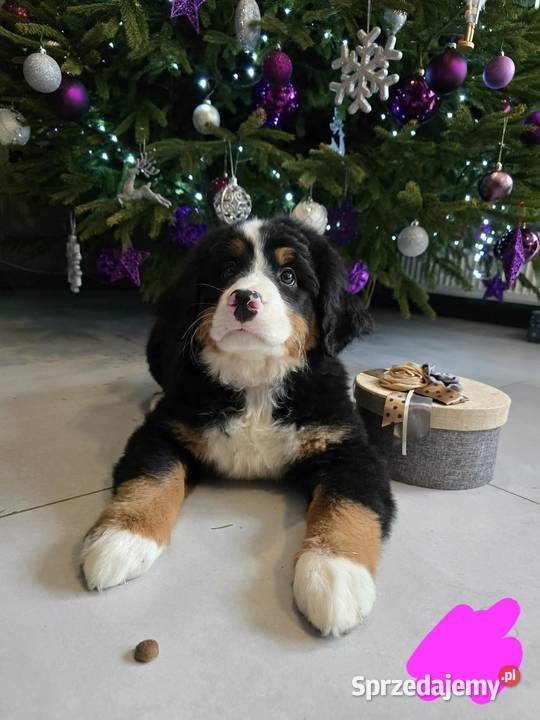 Berneńczyk czyli Berneński Pies Pasterski Lublin