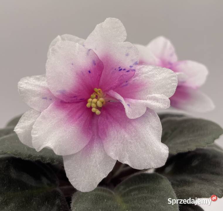 Fiołek afrykański kwitnąca sadzonka Pozostałe Jędrzejów sprzedam