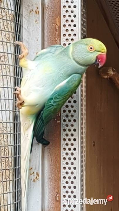 Aleksandretta aleksandretty Ptaki Wielmoża