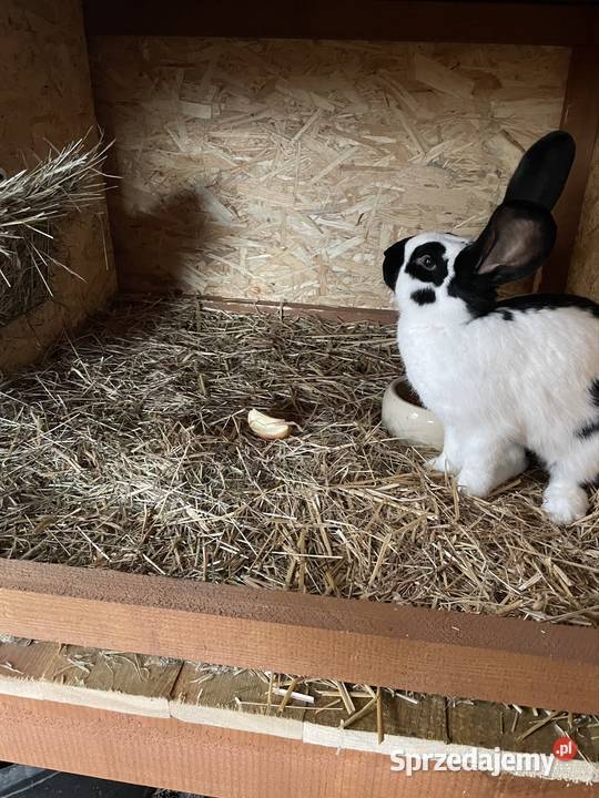 Królik srokacz niemiecki samica Żyrowa sprzedam