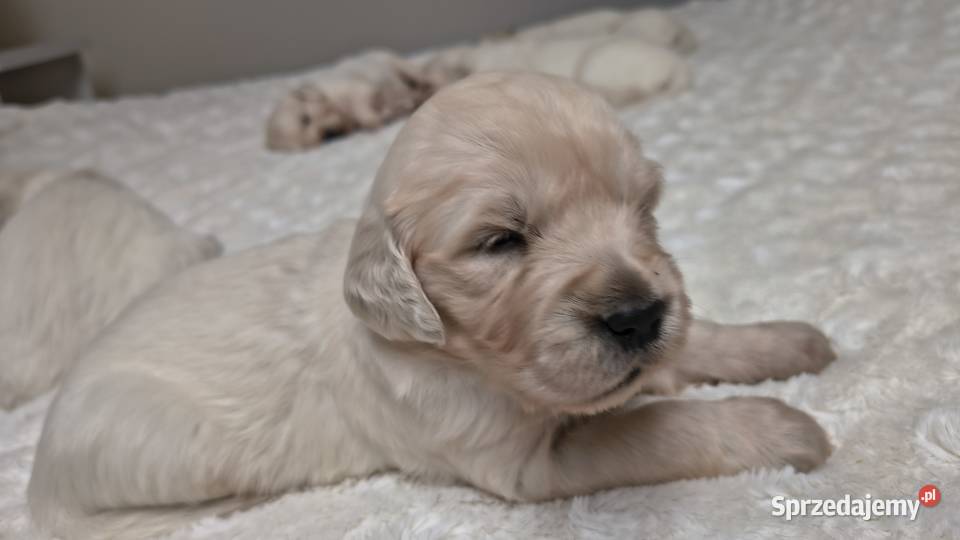 Szczenię Golden retriever Rusowo sprzedam
