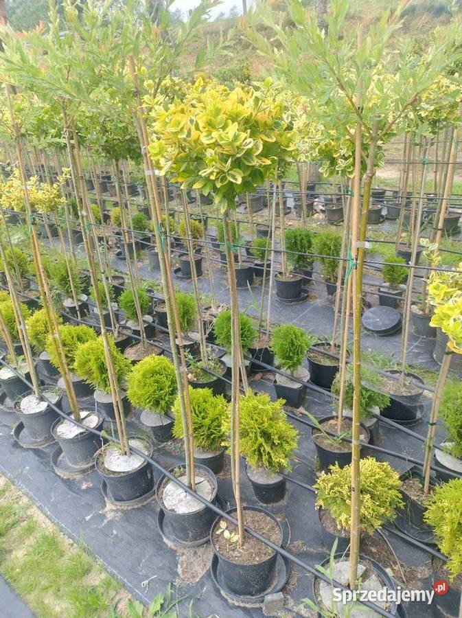 Trzmielina szczepiona Emerald Gold 60 do 160 podkarpackie Mielec