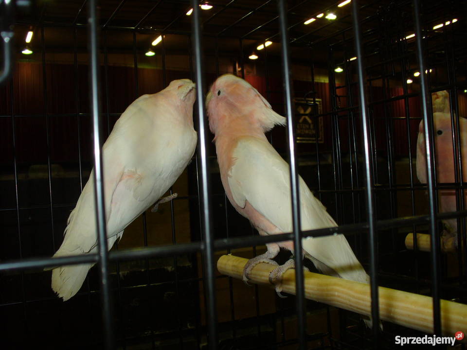 Ptaki egzotyczne giełda Zwolle Kraków
