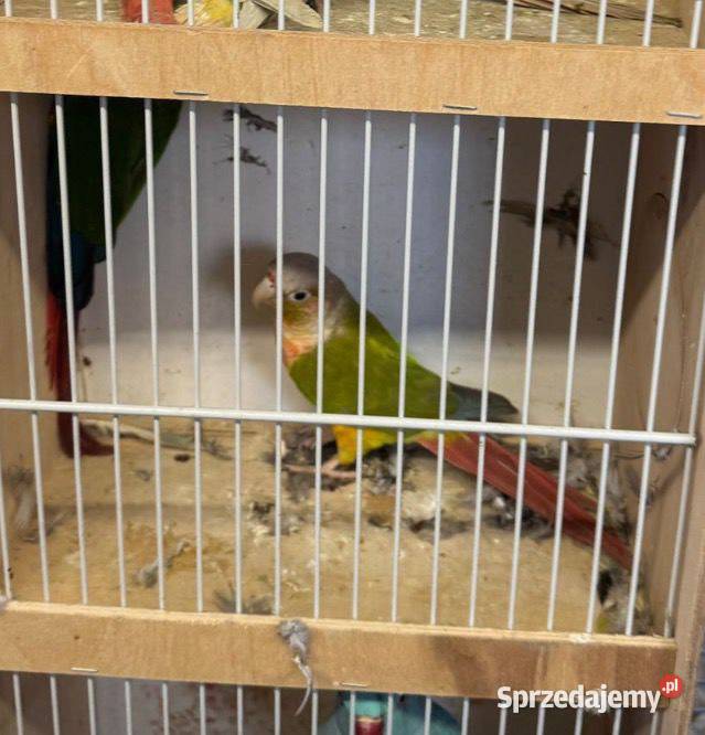 Rudosterki Pawłowice