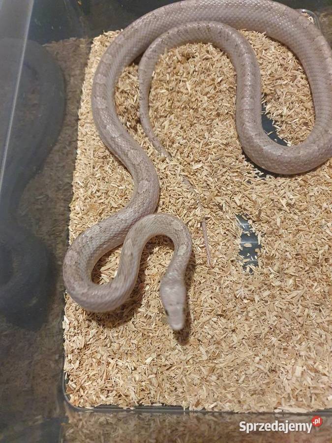Węże królewskie zbożowe heterodony Pasłęk