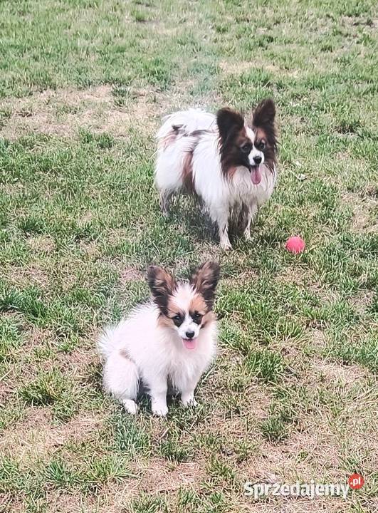 Papillon Spaniel Kontynentalny miniaturowy Rudnik Wielki