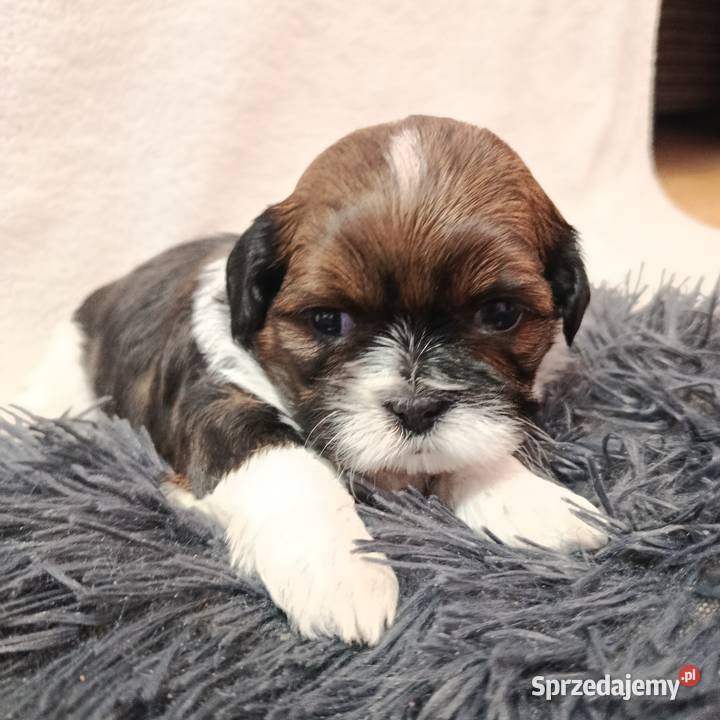 Shih-tzu