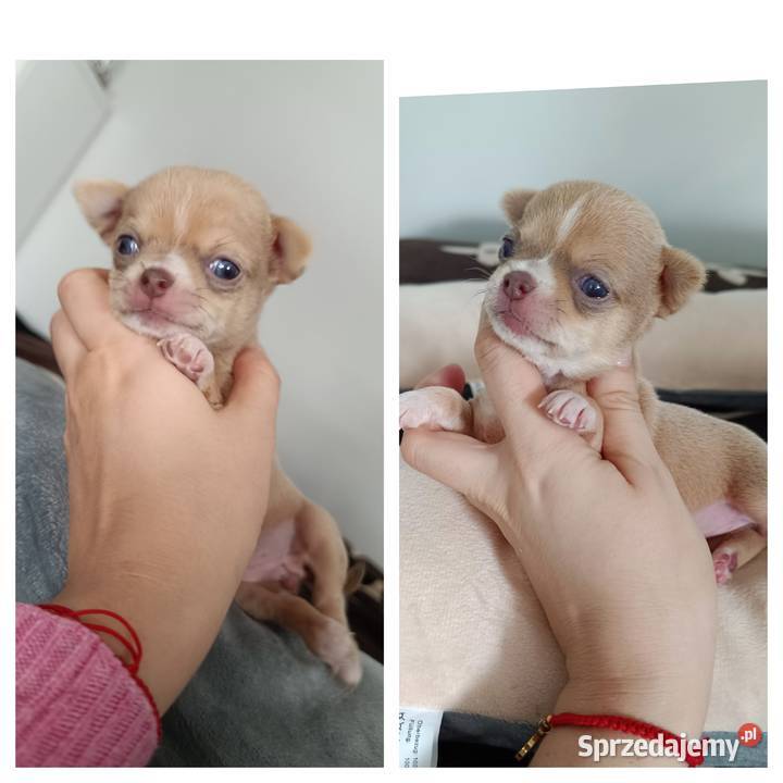 Suczka Chihuahua krótkowłosa liliowa rodowód łódzkie Bełchatów