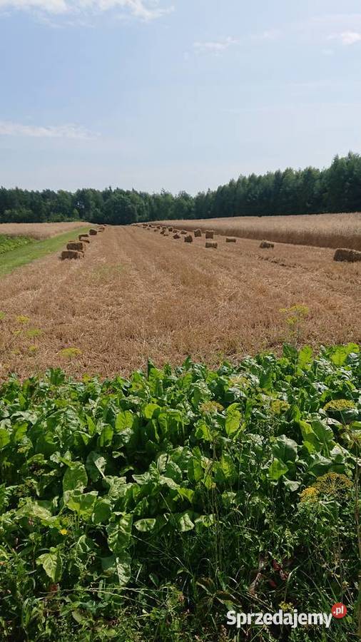 Słoma w kostkach pszenna świętokrzyskie