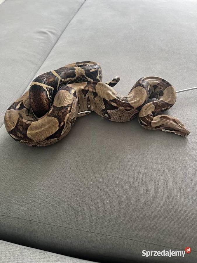 Boa Dusiciel terrarium Boa Constrictor Imperator Dobrów