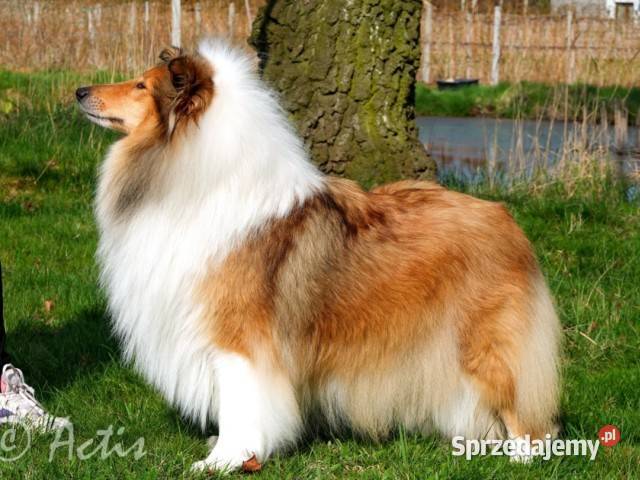COLLIE Owczarki Szkockie szczeniaki Multi Ch Janów