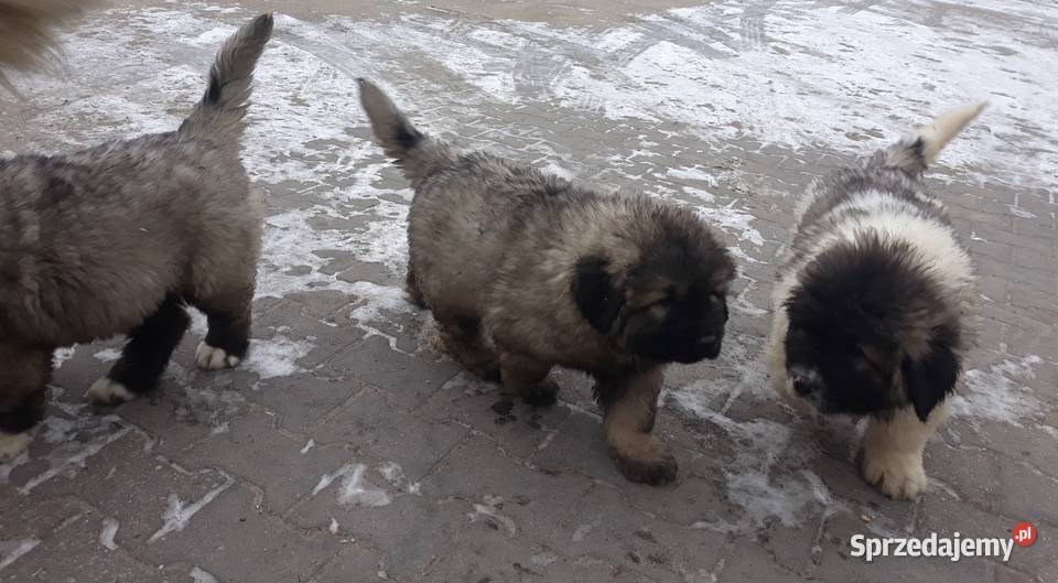piękne szczeniaki owczarka kaukaskiego Będków