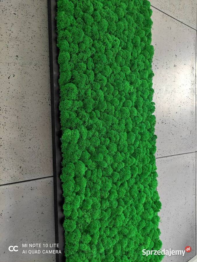 Obraz Mech Chrobotek Rama Czarna 120x40