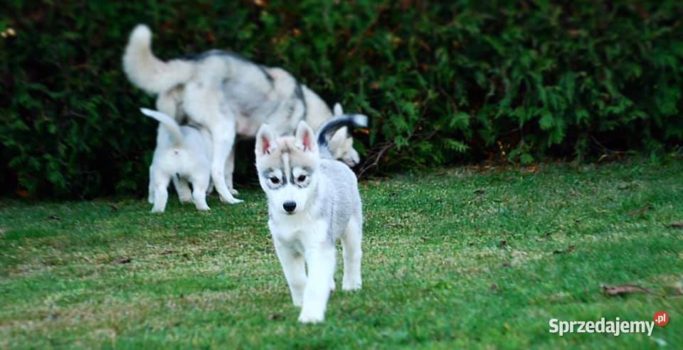 Szczeniaki srebrnobiałe Siberian Husky lato 2023