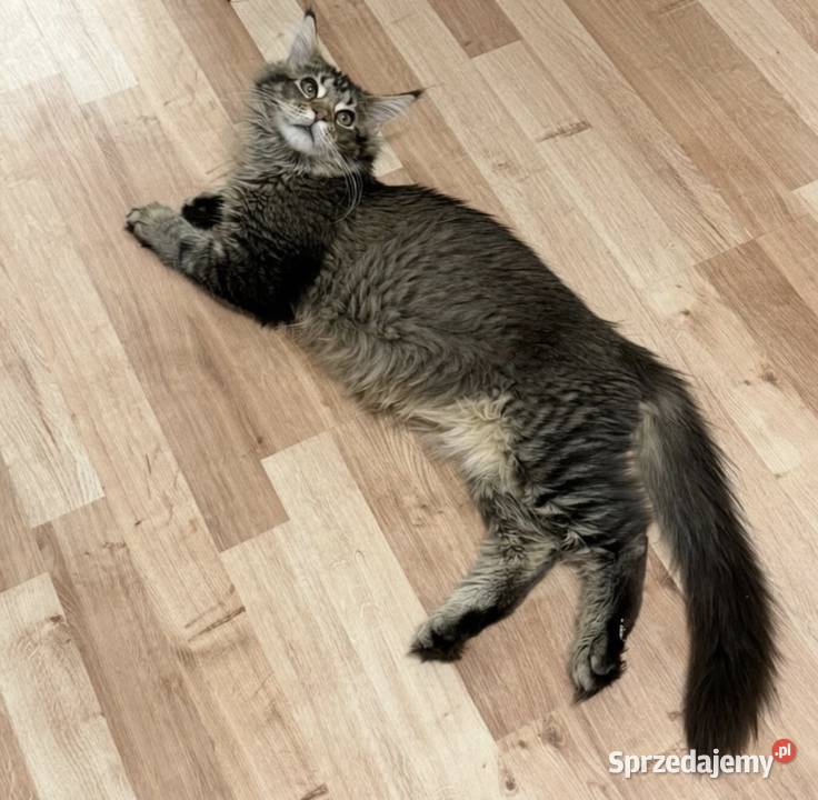 Maine Coon kocurek 4 miesiące kastrat Góra Kalwaria sprzedam