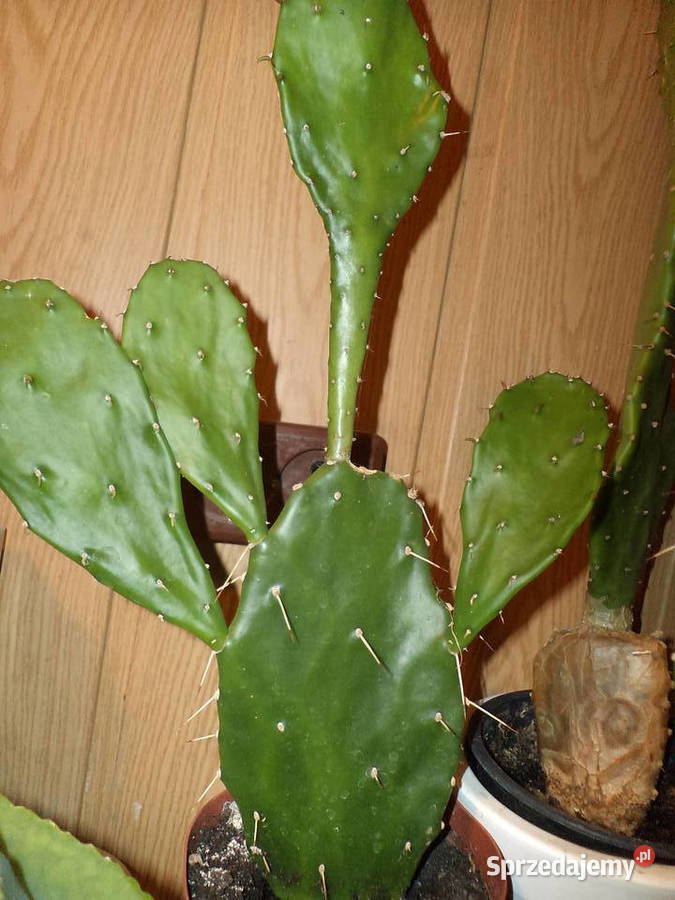 opuncja kwiat doniczkowy mazowieckie Warszawa