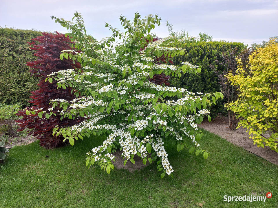 Sprzedam działkę ROD Świętojańska Konin