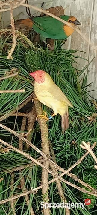 Astryld trzcinowy Trzciniaki