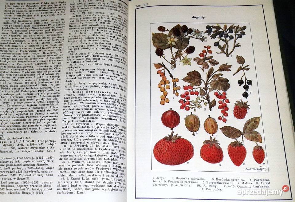 encyklopedia powszechna Tom 7 Izaszar do lubelskie Chełm sprzedam