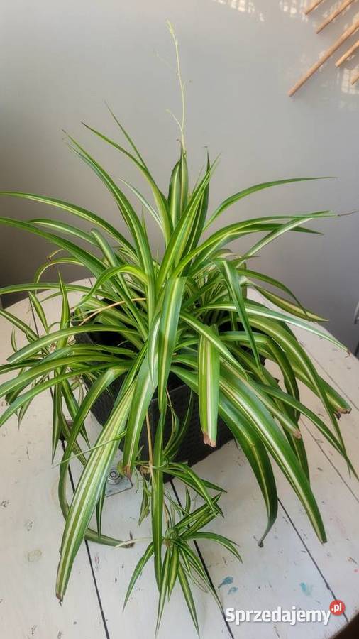 Zielistka i inne kwiaty doniczkowe Łódź