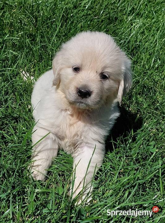 Szczenięta Golden Retriever ZKwP FCI