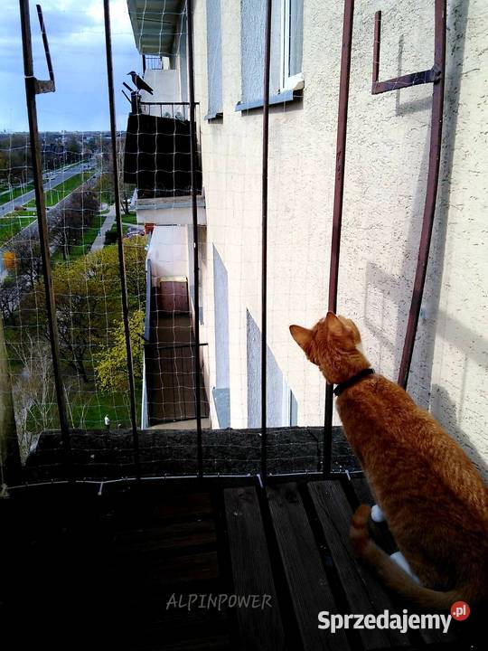 Siatka Ochronną Kota Na Balkon Montaż Przeciw Serock