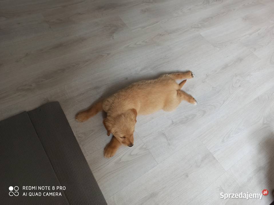 Golden retriever transport wielkopolskie
